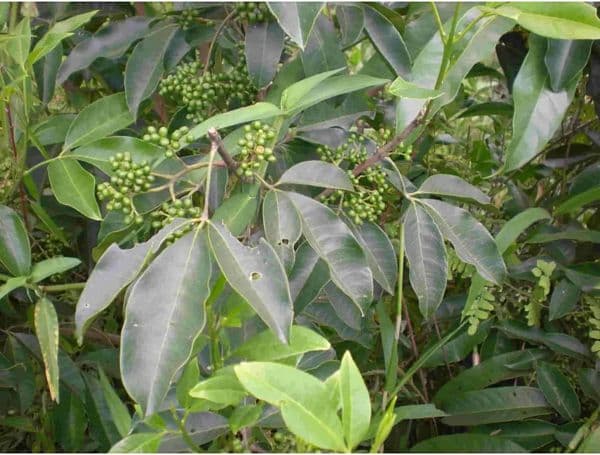 CÂY BA GẠC