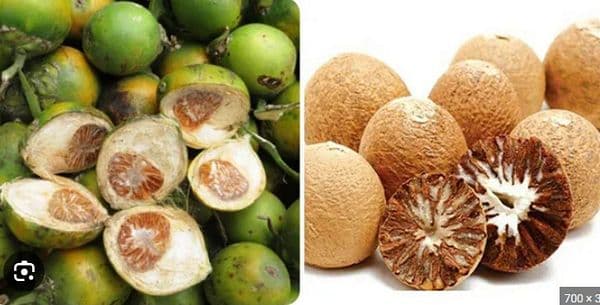 Binh lang (Hạt cau khô): Dược liệu quen thuộc với nhiều công dụng trong y học cổ truyền
