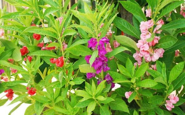 Cây bông móng tay : Đặc điểm, thành phần hóa học và tác dụng dược lý