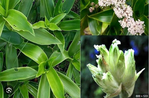 Cây lược vàng: Loài cây làm cảnh có thể chữa bệnh ít người biết tới