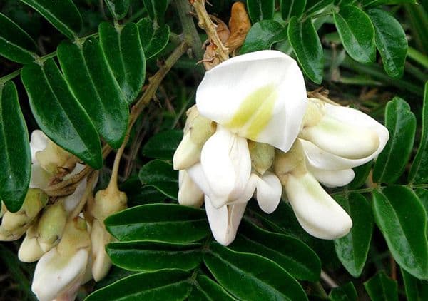 Cát sâm là gì? Công dụng, tác dụng và bài thuốc từ vị thuốc được quý như sâm