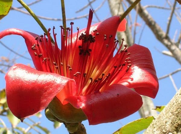 Cây Bông Gòn (Hoa Gạo): Từ Cây Bóng Mát Quen Thuộc Đến Dược Liệu Quý Trong Đông Y