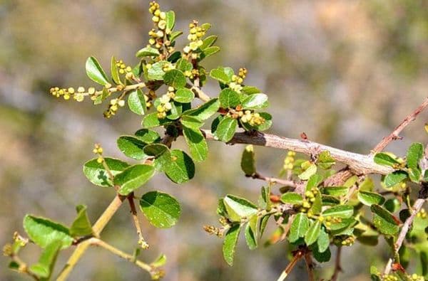 Cây Canh Châu – Vị Thuốc Dân Gian Hỗ Trợ Điều Trị Sởi Hiệu Quả Được Lưu Truyền