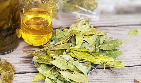 Cây Dung: Không chỉ là chè uống – Dược liệu tự nhiên hỗ trợ tiêu hóa và điều
