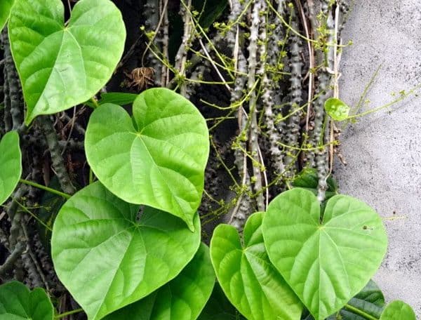 Dây đau xương – Vị thuốc quý trong Đông y giúp giảm đau xương khớp, phong thấp và