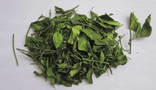 Dây thìa canh là gì? Công dụng, tác dụng dược lý và những lưu ý quan trọng khi