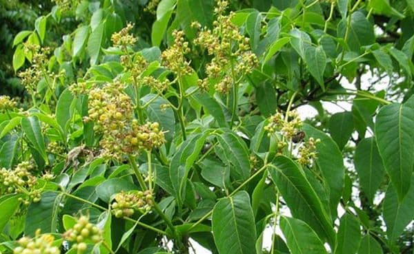 CÂY HOÀNG BÁ