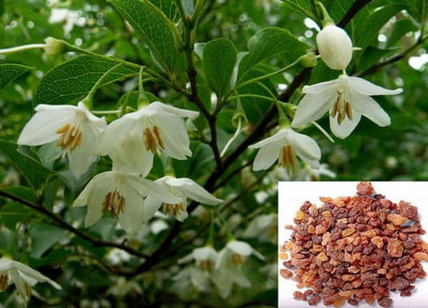 An tức hương: Dược liệu trừ tà, an thần từ cây bồ đề – Công dụng, bài thuốc
