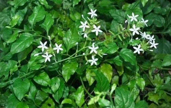 Bạch hoa xà thiệt thảo: Công dụng, thành phần và những ai không nên dùng