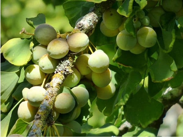 Bạch Quả (Ginkgo biloba): Thuốc Bổ Não Từ Thiên Nhiên, Công Dụng – Cách Dùng Và Lưu Ý