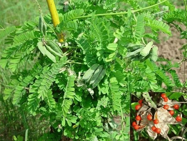 Cam thảo dây: Ranh giới giữa dược liệu quý và độc dược nguy hiểm cần đặc biệt thận
