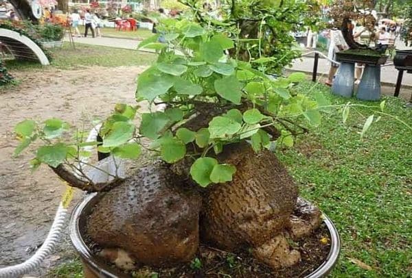 Củ bình vôi trong điều trị mất ngủ và suy nhược thần kinh
