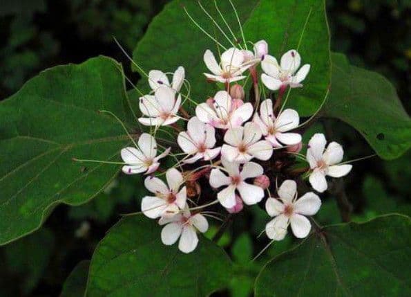 Bạch đồng nữ – Cây hoa thơm chữa bệnh phụ nữ và những công dụng y học ít