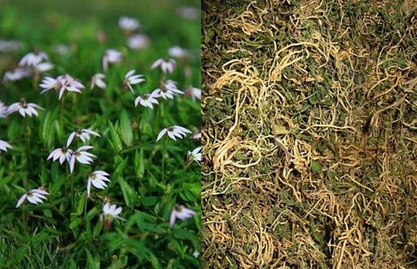 Bán biên liên: Vị thuốc lợi tiểu mạnh trong Đông y và những tác dụng dược lý đáng
