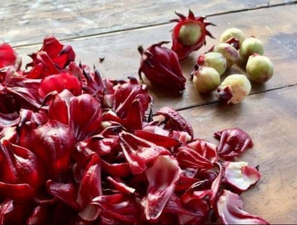 Bụp giấm (Atiso đỏ): Dược liệu quen ven đường, công dụng quý trong Đông y và đời sống