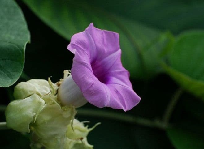 Cây bạc thau: Đặc điểm, công dụng theo y học cổ truyền và những lưu ý khi sử dụng