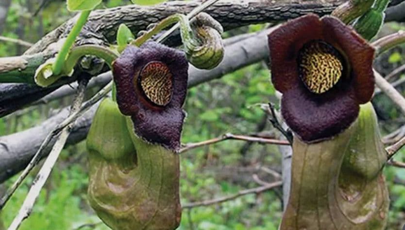 Cây mộc thông (thông thảo): Công dụng, cách dùng và những lưu ý quan trọng khi làm thuốc