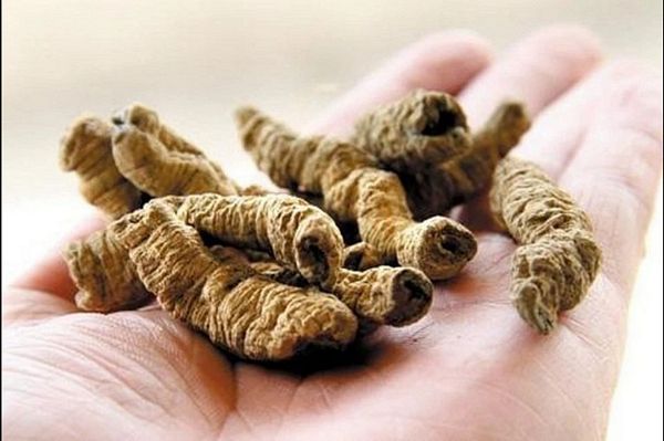 Ba kích – Dược liệu Nam bổ thận, mạnh gân cốt theo y học cổ truyền