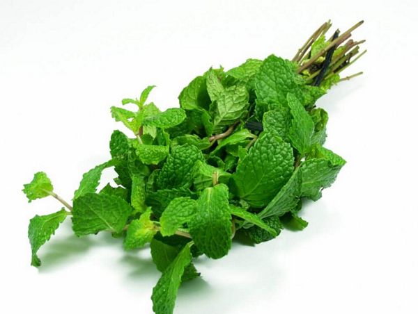 Bạc hà là gì? Công dụng, lợi ích sức khỏe và cách dùng đúng khoa học