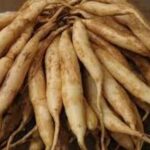 Bách bộ: Dược liệu trị ho quen thuộc nhưng ít ai hiểu đúng công dụng