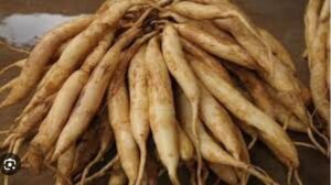 Bách bộ: Dược liệu trị ho quen thuộc nhưng ít ai hiểu đúng công dụng