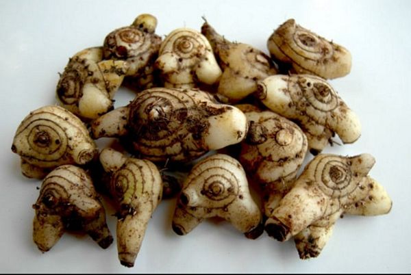 Bạch cập – Vị thuốc Đông y quý hiếm có tác dụng cầm máu, bổ phế và nhanh lành vết thương