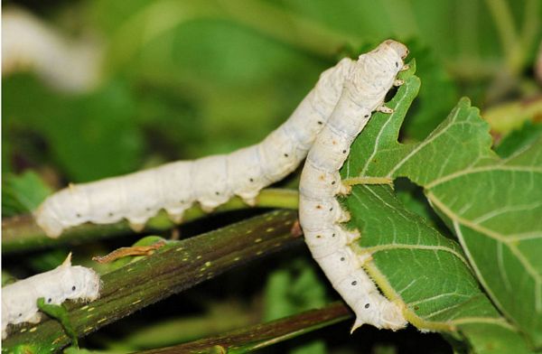Bạch cương tàm: Vị thuốc “lạ” từ những con tằm vôi trong Đông y Bạch cương tàm: Vị thuốc “lạ” từ những con tằm vôi trong Đông y