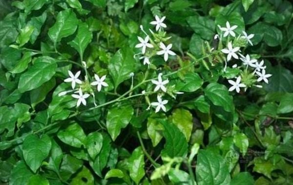 Bạch hoa xà thiệt thảo: Công dụng, thành phần và những ai không nên dùng Bạch hoa xà thiệt thảo: Công dụng, thành phần và những ai không nên dùng