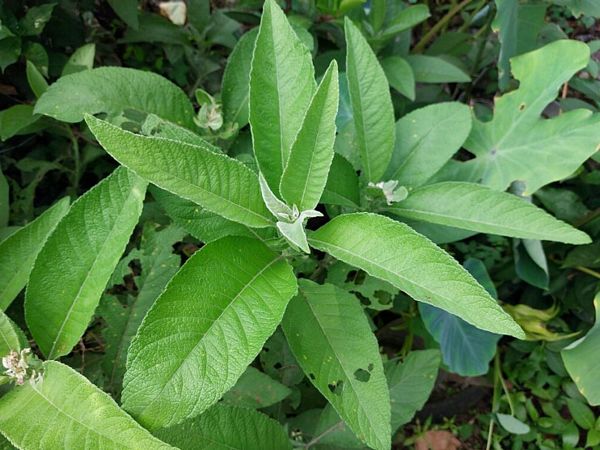 Băng phiến là gì? Tác dụng, cơ chế và những lưu ý quan trọng khi sử dụng Băng phiến là gì? Tác dụng, cơ chế và những lưu ý quan trọng khi sử dụng