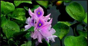 Bèo Nhật Bản (Lục Bình): Đặc điểm, thành phần hóa học, công dụng và bài thuốc dân gian