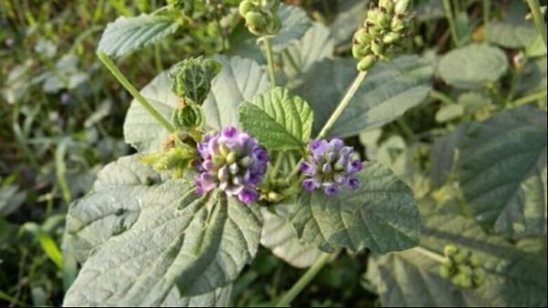 Bổ cốt chỉ: Công dụng, cách dùng và bài thuốc Đông y trị thận hư, tiêu chảy