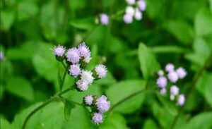 Cây bạch đầu ông có tác dụng gì? Vị thuốc tính mát chữa huyết nhiệt