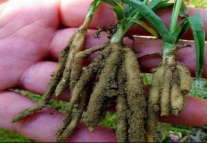 Bàn long sâm là gì? Công dụng, cách dùng và lưu ý trong hỗ trợ đái tháo đường