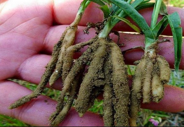 Bàn long sâm là gì? Công dụng, cách dùng và lưu ý trong hỗ trợ đái tháo đường