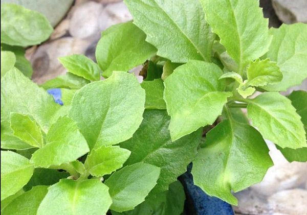 Cây bầu đất có tác dụng gì? thanh nhiệt giải độc, hỗ trợ tiểu đường và nhiều công dụng ít người biết