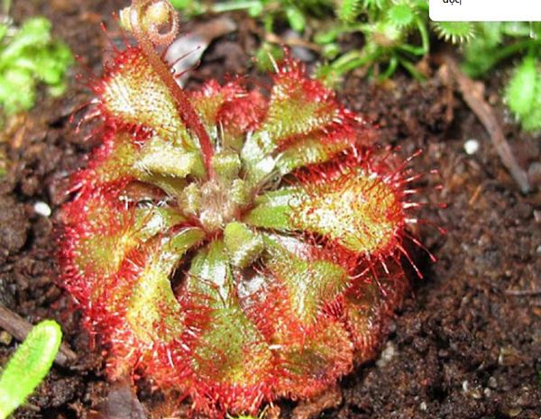 Cây bèo đất: Đặc điểm, thành phần, công dụng và cách dùng theo tiêu chuẩn y học cổ truyền Cây bèo đất: Đặc điểm, thành phần, công dụng và cách dùng theo tiêu chuẩn y học cổ truyền