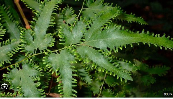 Cây bòng bong (Hải kim sa): Bật mí công dụng trị bệnh đường tiết niệu và thận Cây bòng bong (Hải kim sa): Bật mí công dụng trị bệnh đường tiết niệu và thận