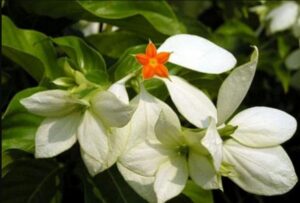 Cây Bướm bạc (Hồ điệp): Bí ẩn dược liệu mang hình cánh bướm và giá trị trong Đông y