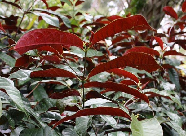 Cây đơn lá đỏ là cây gì? Tác dụng của cây đơn lá đỏ Cây đơn lá đỏ là cây gì? Tác dụng của cây đơn lá đỏ