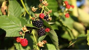 Cây mâm là cây gì?