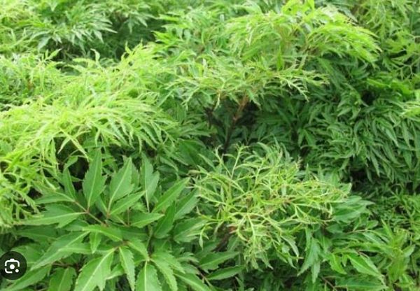 Đinh lăng – Sâm cao cấp của người Việt Đinh lăng – Sâm cao cấp của người Việt