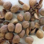 Quả ba đậu là quả gì? Vì sao Việt Nam hầu như không trồng cây ba đậu?