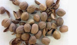 Quả ba đậu là quả gì? Vì sao Việt Nam hầu như không trồng cây ba đậu?