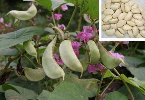 Bạch biển đậu (Đậu ván trắng): Vị thuốc Đông y từ món ăn quen thuộc của người Việt