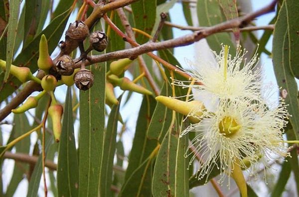 Bạch đàn – Tinh dầu kỳ diệu từ thiên nhiên và những công dụng y học ít người biết