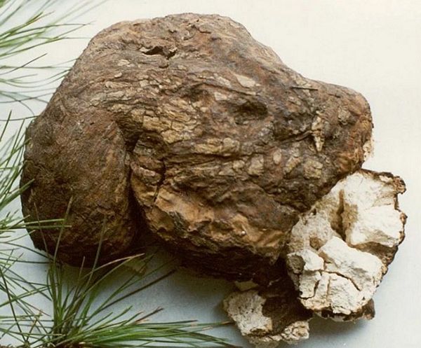 Bạch linh là gì? Công dụng, thành phần và lưu ý khi sử dụng dược liệu Bạch linh