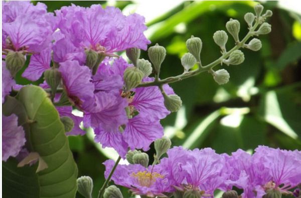 Bằng lăng: Tác dụng chữa bệnh ít người biết của loài cây quen thuộc