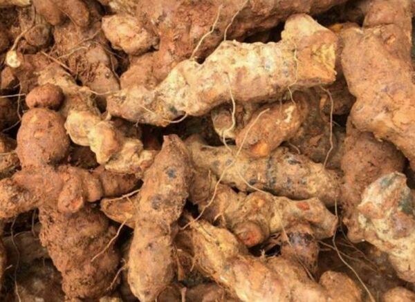 Bật mí bí mật tác dụng của củ Khúc khắc (Thổ phục linh): Từ giải độc, giảm đau xương khớp đến hỗ trợ điều trị bệnh mạn tính