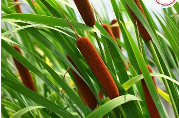 Bồ hoàng là gì? Công dụng cầm máu, trị đau bụng kinh và lưu ý khi dùng