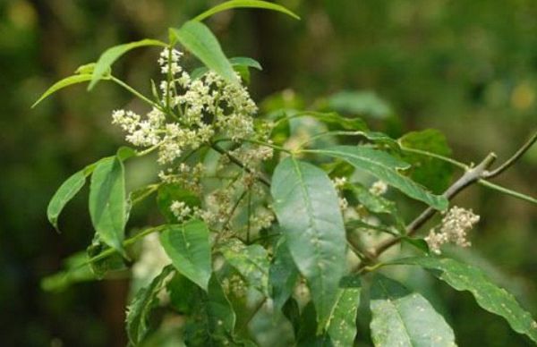 Cây Ba chạc là gì? Công dụng, cách dùng và bài thuốc Đông y thường gặp